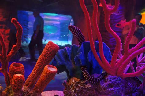 Sea Life Aquarium Brings Interactive Experiences And Sea