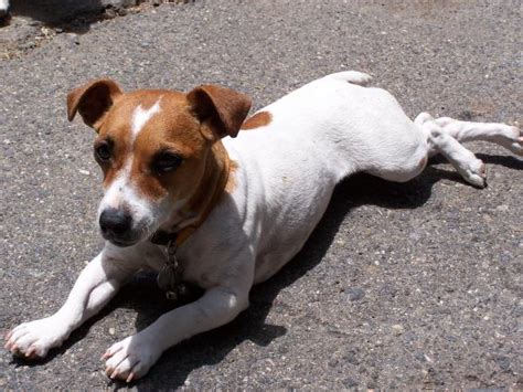 Does your dog have unexplained black spots here and there on its fur? Lost White & Brown Jack Russell | San Diego Lost Dogs