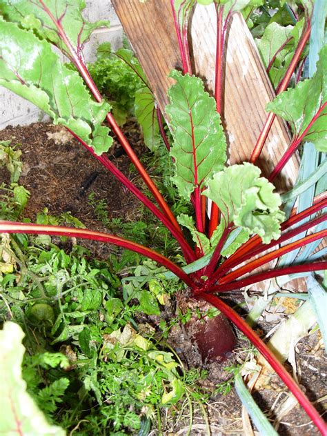 This makes the process of peeling smooth. The Scientific Gardener: 11/1/11 - 12/1/11