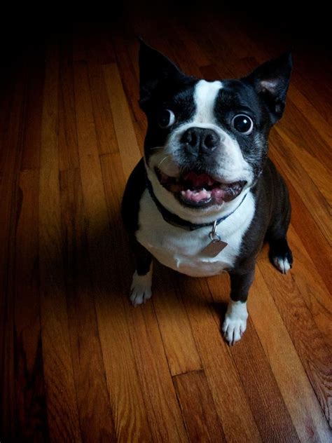 Hello, we have several litters of boston terrier & puggle & bug puppies for sale in flushing, bayside, queens ny, new york available now & the rest o… Miniature Boston Terrier Puppies For Sale In Michigan ...