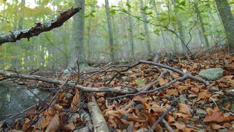 Free Images Landscape Tree Nature Forest Branch Wood Leaf