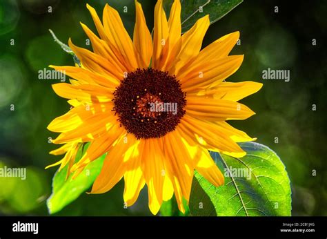 Floral Concept Here Comes The Sun Stock Photo Alamy