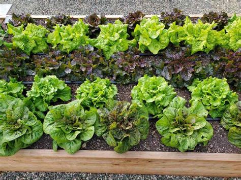 Growing Lettuce How To Plant Protect And Harvest Lettuce ~ Homestead