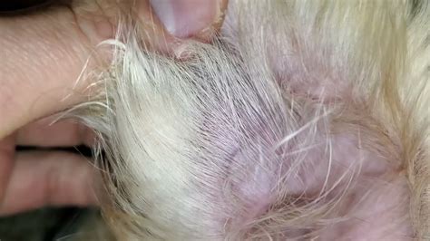 Small Aural Hematoma In My Dogs Pinna Left Ear Two Years Ago He Had