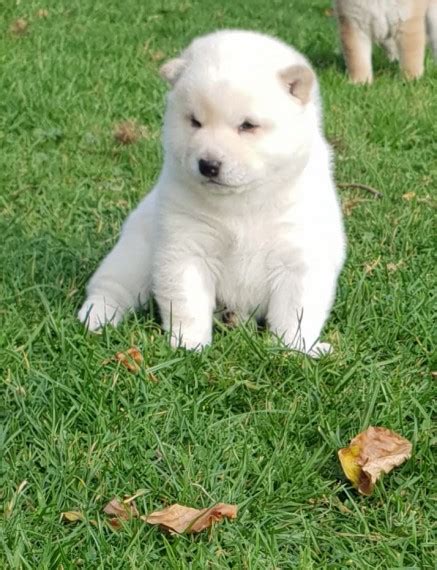 Stunning White Male Japanese Shiba Inu Puppy In Charlott