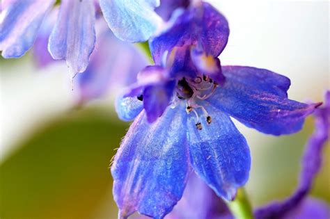 毎日の誕生花を花のうんちく、伝説、エピソードとともに紹介するサイト 366日・誕生花の辞典：1年間の花ことば 花言葉 誕生日の花の図鑑 366日・誕生花の辞典 5月10日の誕生花｜花言葉の由来、誕生日の有名人、何の日かも ...