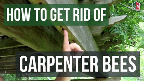 How To Get Rid Of Carpenter Bees 3 Easy Steps Youtube Carpenter