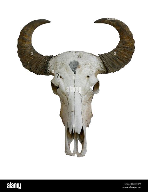 Steer Cow Horns Skull Hi Res Stock Photography And Images Alamy