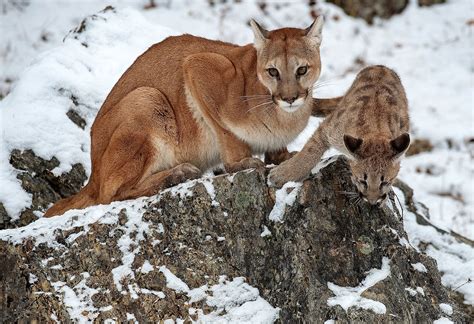 Puma Cougar Or Mountain Lion The Big Cats Many Names Hinder