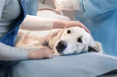 宠主教育宠物肿瘤与治疗病症维宠宠物导航网