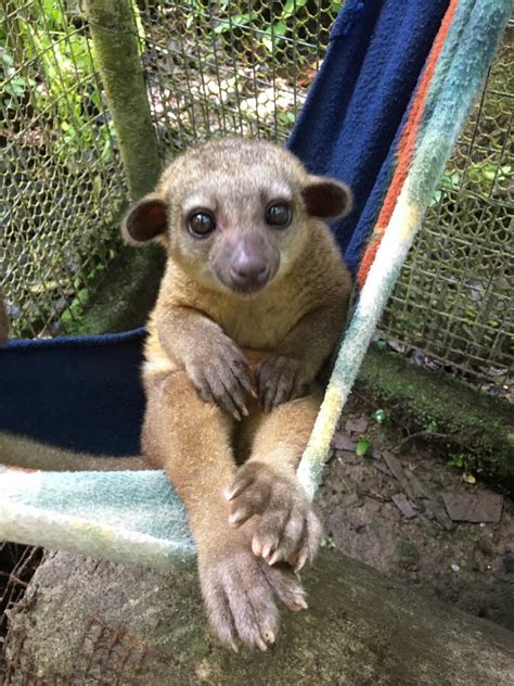 Es la capital de la provincia de manabí, en ecuador. Joyce vertelt over het Wildlife project in Ecuador