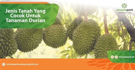 Tanah yang memiliki ph basa termasuk dalam golongan tanah alkali. 2 Jenis Tanah Yang Cocok Untuk Tanaman Durian