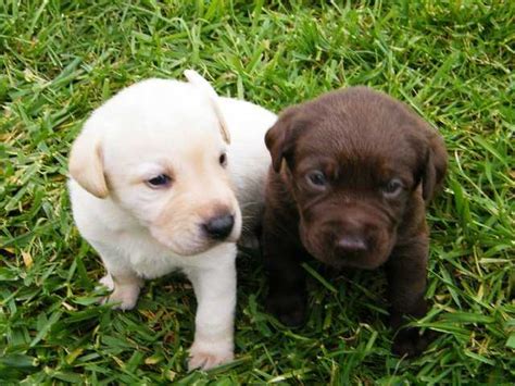 Finding labrador puppies might seem easy. Potty Trained and AKC Registered Yellow and Chocolate ...