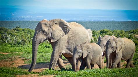 Duplican Población De Elefantes En Kenia Gracias A Los Esfuerzos De