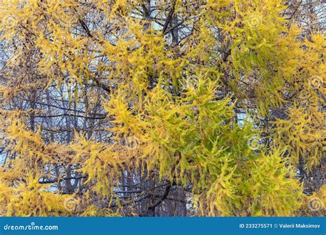 Yellow Larch Trees In The Autumn Forest Trees In Late Autumn Stock