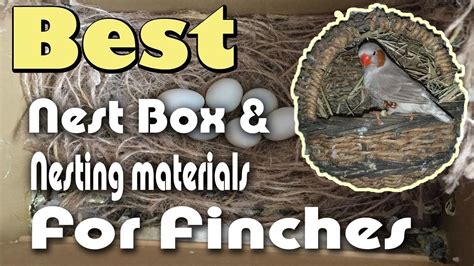 Zebra Finch Nesting Material