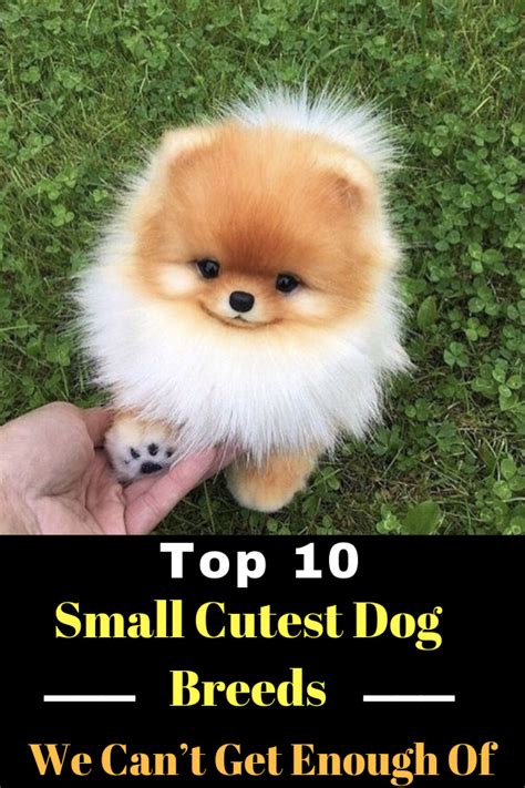 Top 10 Cutest Dog Breeds — Small Cutest Dogs We Cant Get Enough Of