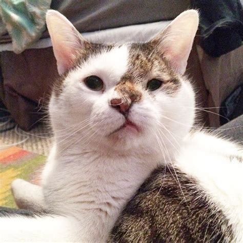 Special Needs Cat With Cleft Palate Lives A Happy Life What Is Cleft