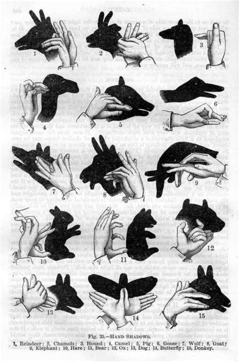 How To Make Hand Shadow Puppets Hand Shadows Activities