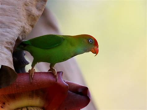 Giramaliththa Sri Lanka Hanging Parrot Loriculus Beryllinus