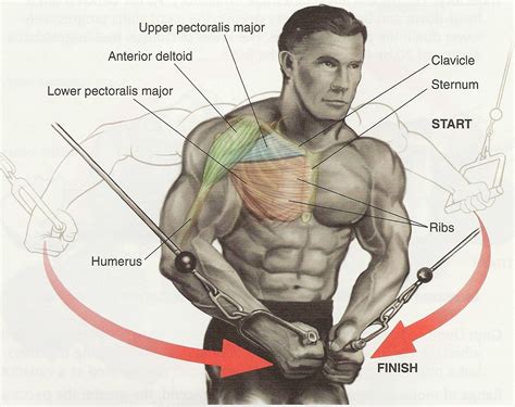 Pectoral Exercises For Chest Workout Health Articles