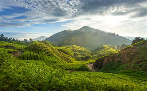 I never book a flight without checking. How to plan a trip to Malaysia's Cameron Highlands ...