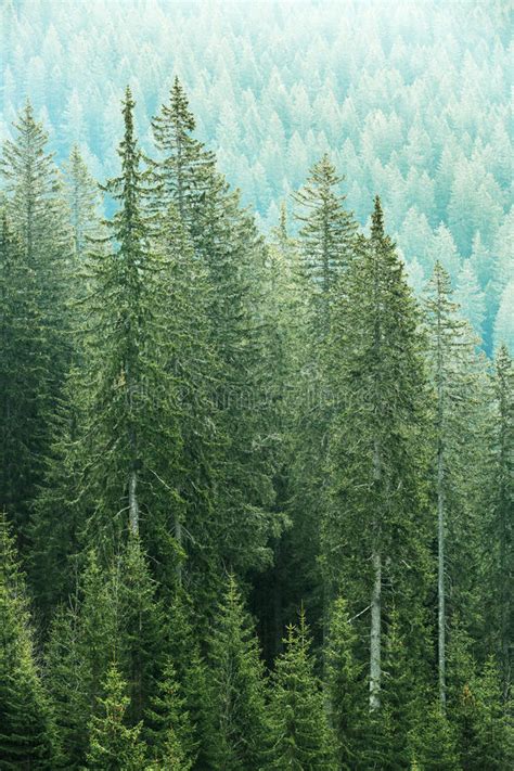 Green Coniferous Forest With Old Spruce Fir And Pine Trees Stock Image