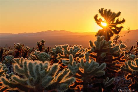 ~ Cholla Cactus Garden Joshua Tree National Park ~ Saga