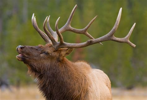 Heres Your Best Opportunity To View The Roosevelt Elk Herd In Sequim