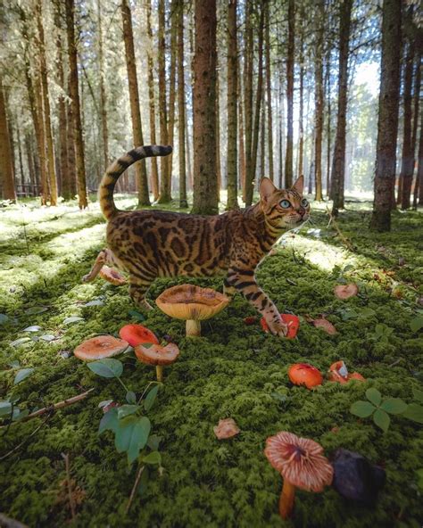 A Cat Standing On Top Of A Lush Green Forest Covered In Leaves And