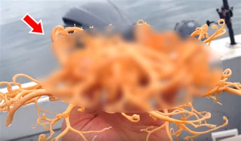 Man Captures Strange Sea Creature And Sees Hundreds Of