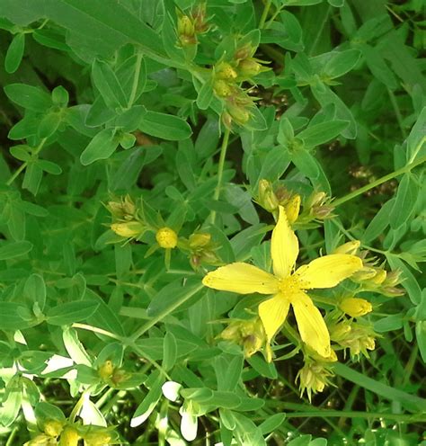 5 Petal Yellow Flower Perennial Home Alqu