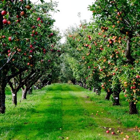 Top 10 Fruit Orchard Aesthetic Ideas And Inspiration