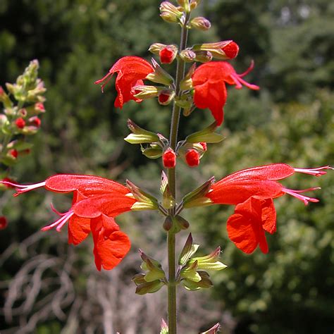Salvia Coccinea Texas Sage Carl Lewis Flickr