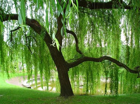 Weeping Willow By ~amy2121 On Deviantart Weeping Willow Tree Weeping