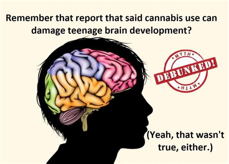 How Cannabis Promotes Brain Cell Growth In Humans Alphaextract