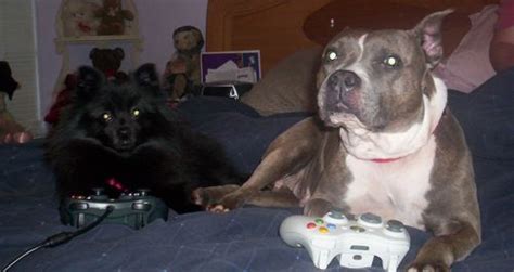 Animals With Game Controllers How I Failed Trying To