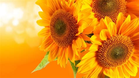 Sunflower Hd Wallpapers Top Những Hình Ảnh Đẹp
