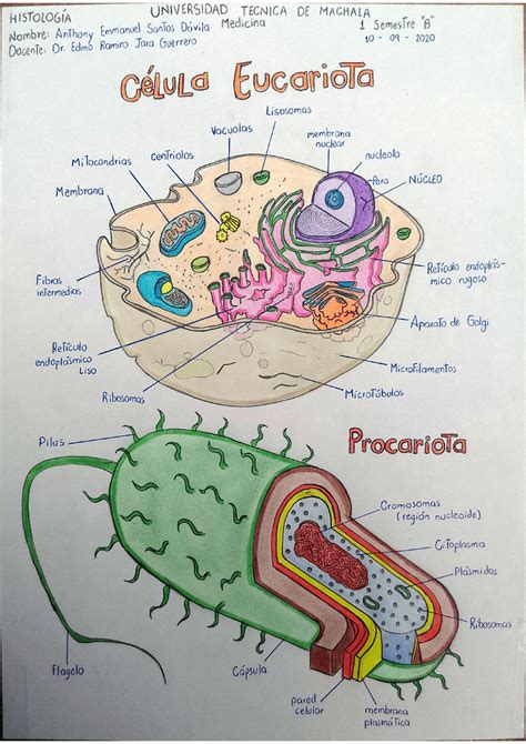 Celula Eucariota Y Partes Aprende Facil Images