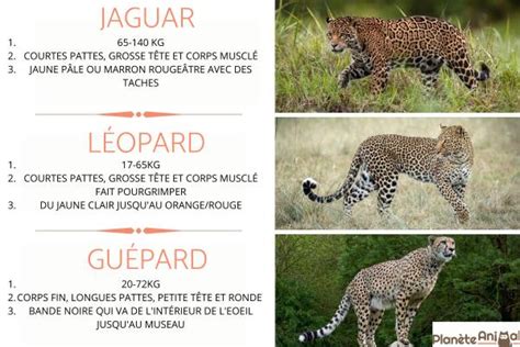 Différence Entre Jaguar Léopard Et Guépard Guide Complet