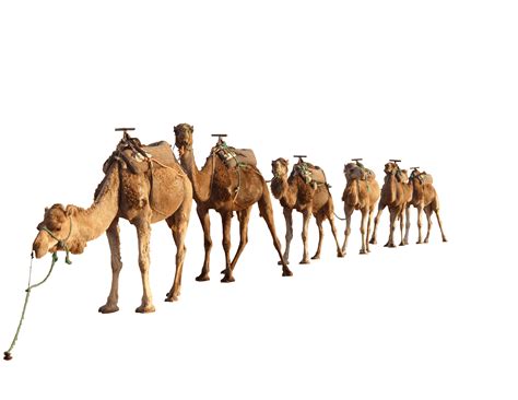 Camels In The Desert PNG Transparent Camels In The Desert.PNG Images