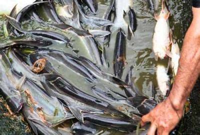 Orang yang menganggur tidak mampu memenuhi kebutuhan hidupnya. Cara Budidaya Ikan Patin yang Menguntungkan Agar Cepat Panen