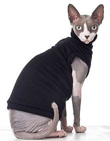 Best catalog of clothes for sphynx cats, sweaters, shirts, costumes, outfits plus collars, beds, toys & more w/free worldwide shipping! Sphynx cat - Wikipedia