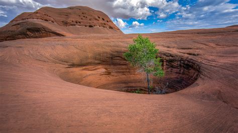 Arizona Oasis By Laurie R Martin 500px