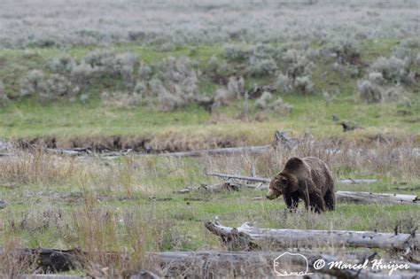 Marcel Huijser Photography Rocky Mountain Mammals Grizzly Bear