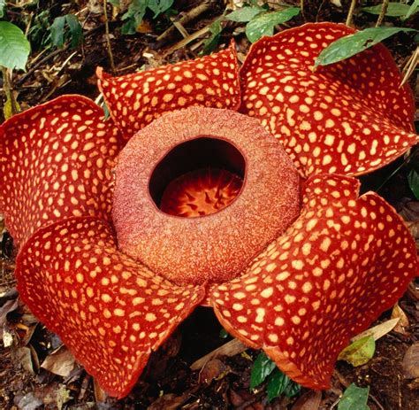 Exotische Pflanze Die Rafflesia Bildet Die Größte Blüte Weltweit
