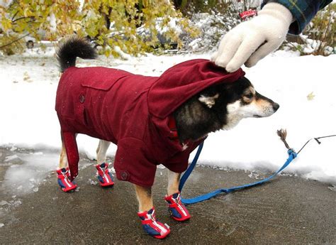 Protect Pets From The Cold Weather By Keeping Them Safe Indoors