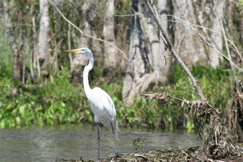 Free Images Nature Outdoor Marsh Swamp Bird Wing Lake Wildlife