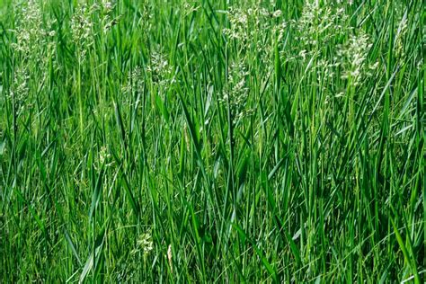 Everything To Know About Growing Tall Fescue Grass