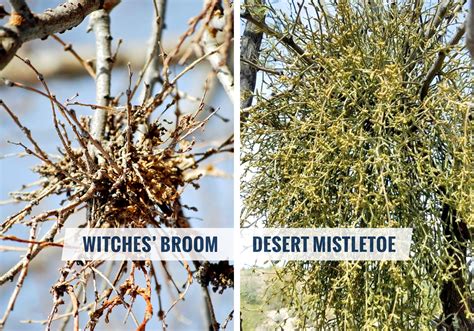 Witches Broom And Mistletoe Understanding The Difference